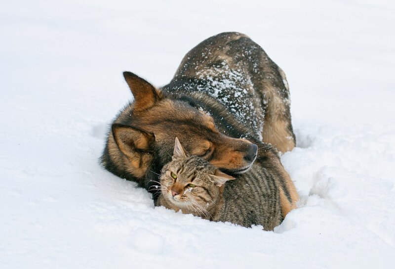 Dog and Cat in Snow — White, Calm