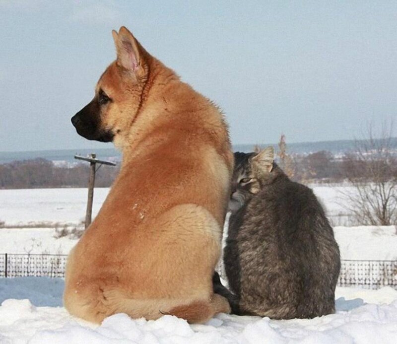 Dog and Cat in Snow — White