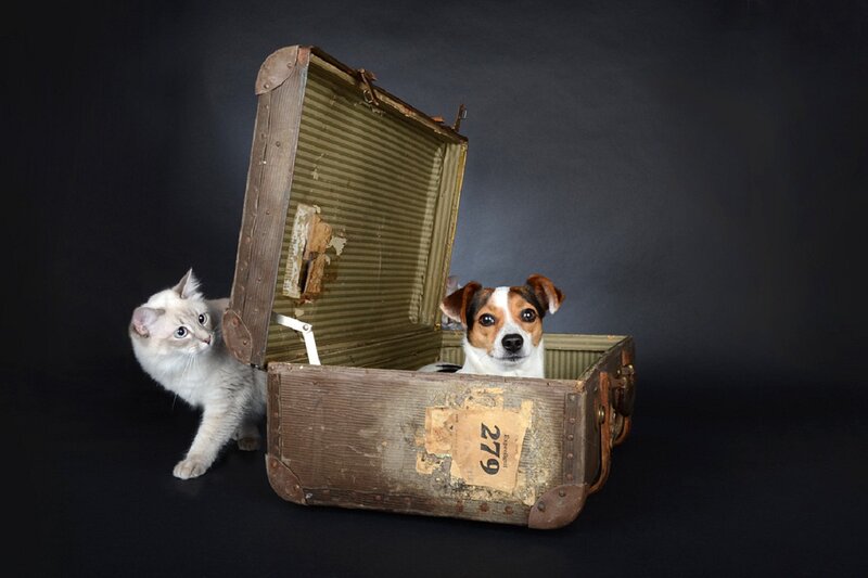 Dog and Cat in Suitcase