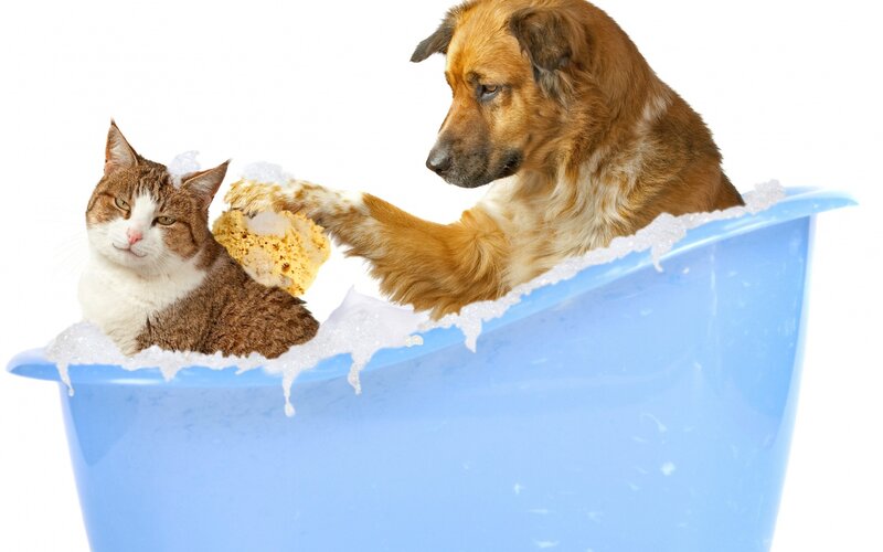 Dog and Cat in Tub