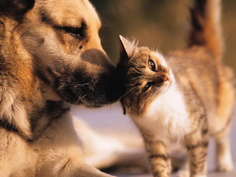Dog and Cat Interacting — Brown, Calm