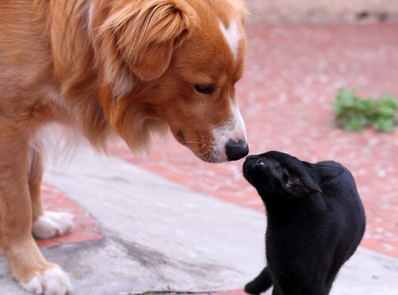Dog and Cat Interacting — Brown