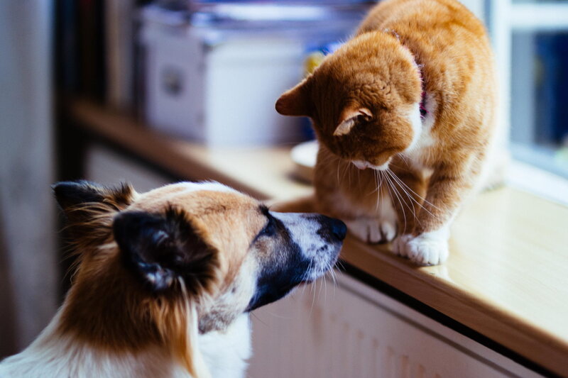 Dog and Cat Interacting — Orange