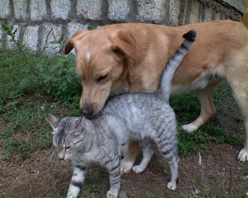 dog and cat interacting outdoors