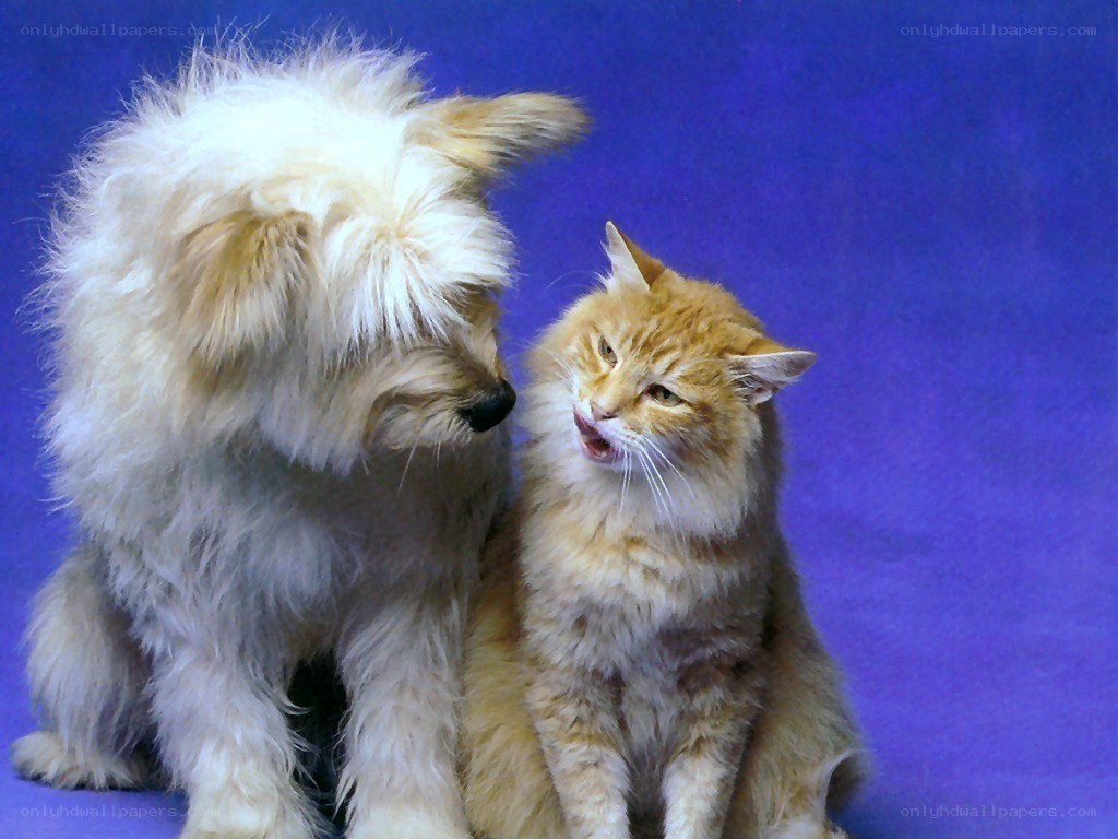dog and cat interacting