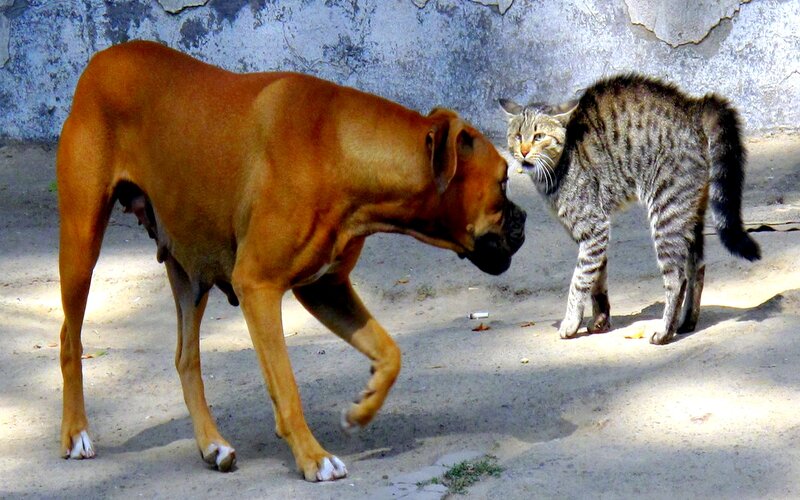 Dog and Cat Interaction — Brown