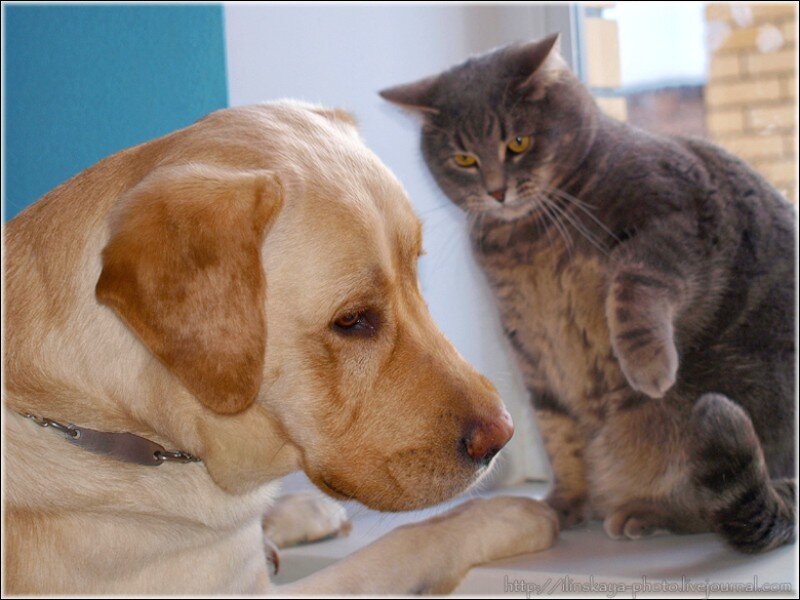 dog and cat interaction