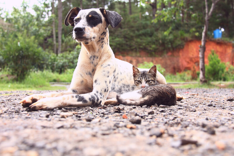 Dog and Cat Lying