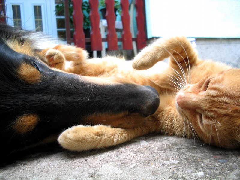Dog and Cat Lying Together — Black