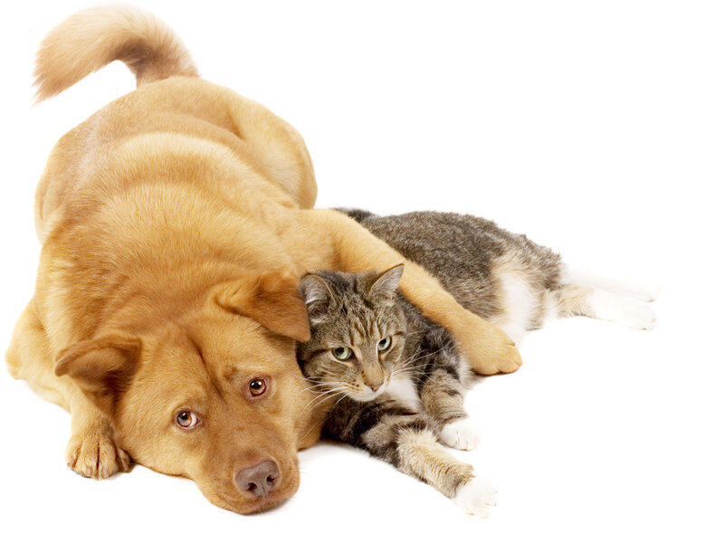 Dog and Cat Lying Together — Brown, Calm