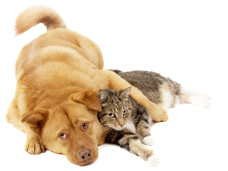 Dog and Cat Lying Together — Brown