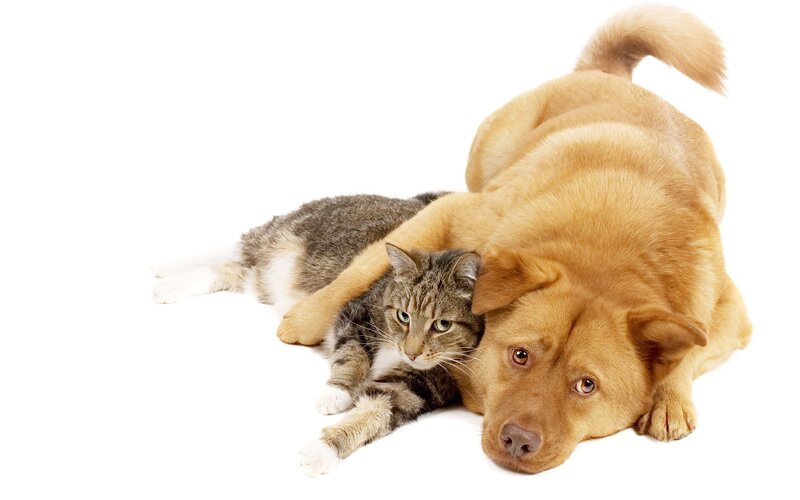 Dog and Cat Lying Together — Calm