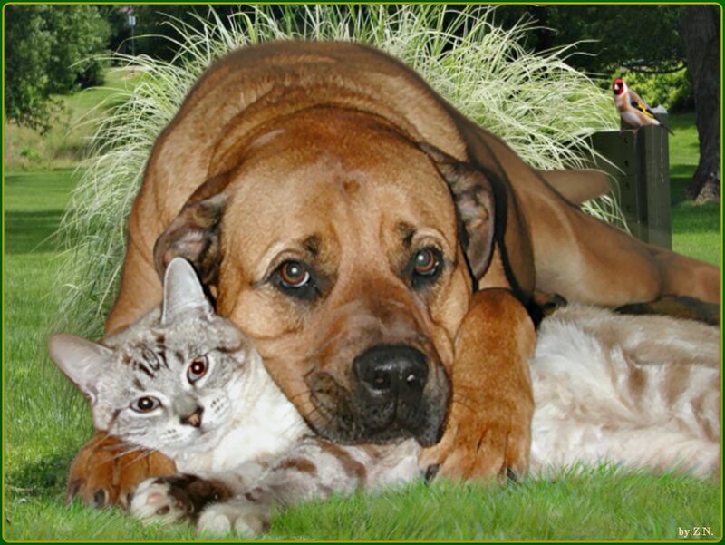 Dog and Cat Lying Together — Green, Peaceful