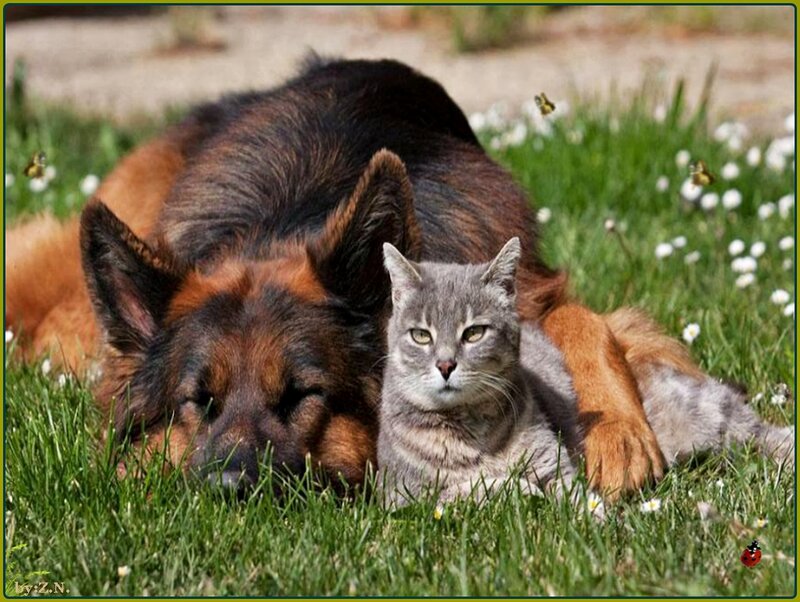 Dog and Cat Lying Together — Green