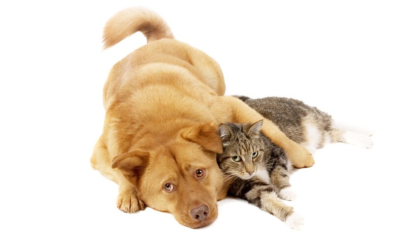 Dog and Cat Lying Together — Photograph