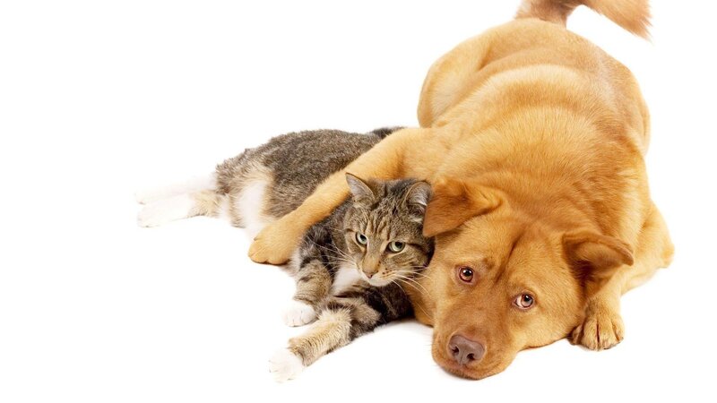 Dog and Cat Lying Together — White