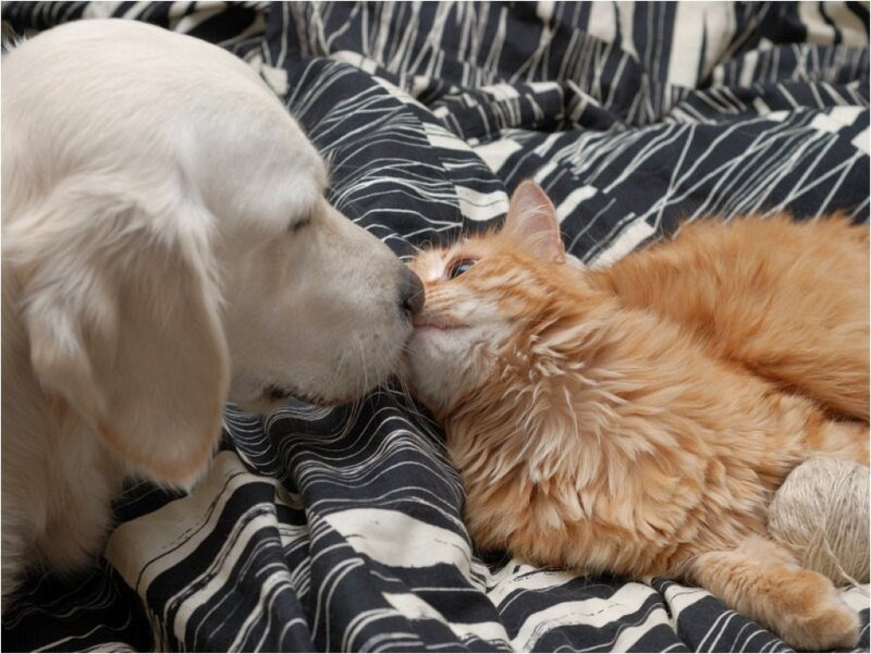 dog and cat nuzzle