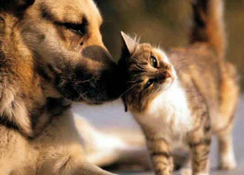 Dog and Cat Nuzzling