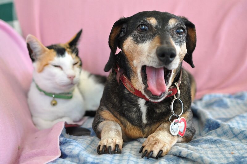 Dog and Cat on Blanket
