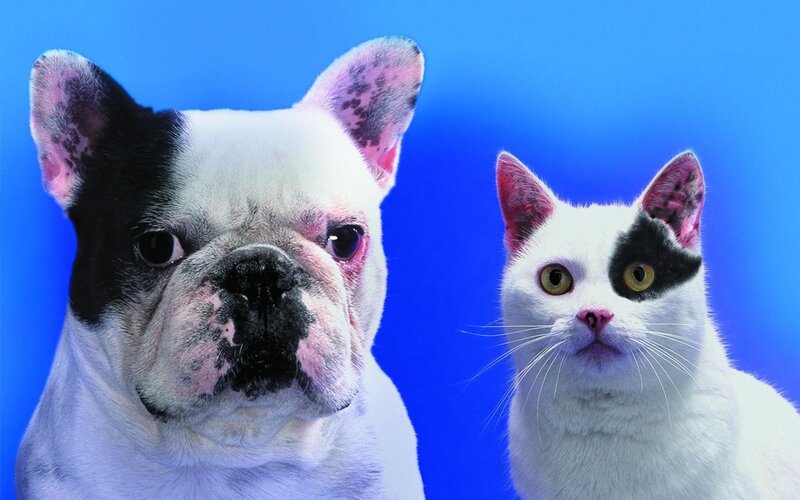 dog and cat on blue background