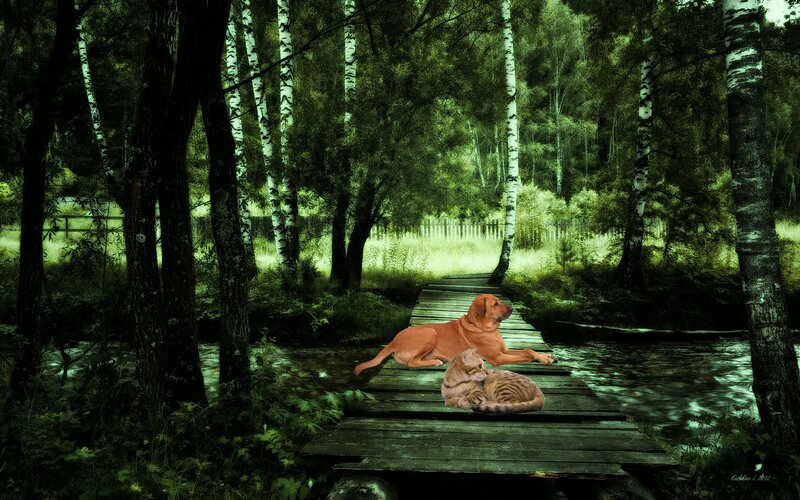 Dog and Cat on Bridge