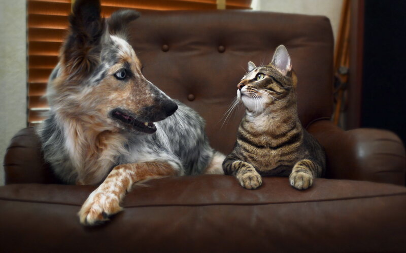 Dog and Cat on Chair