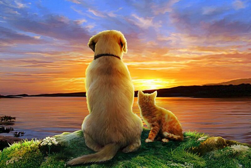 Dog and Cat on Cliff