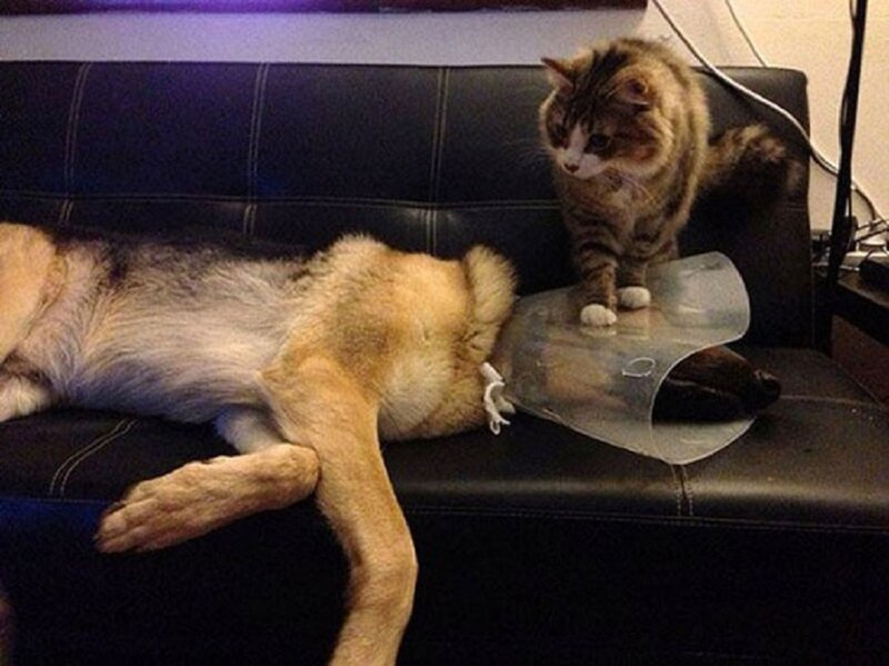 Dog and Cat on Couch — Black