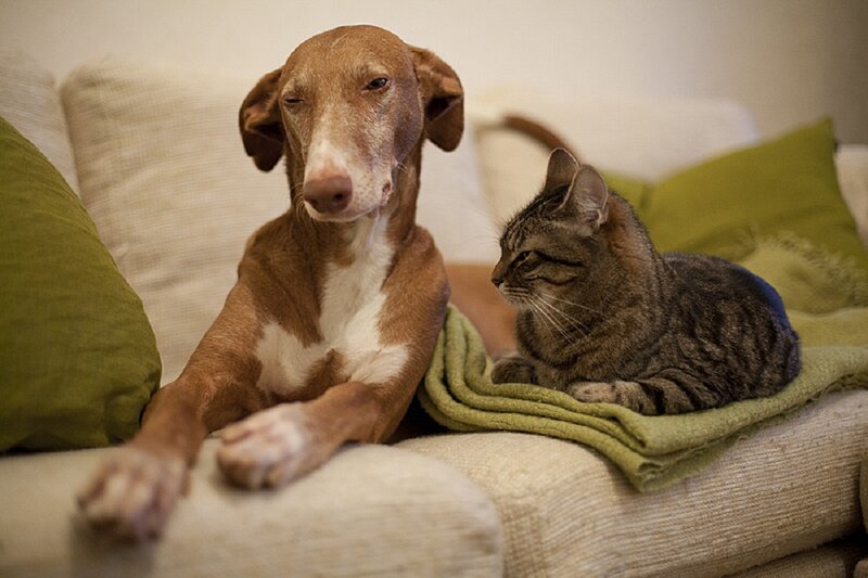 Dog and Cat on Couch