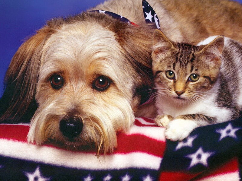 Dog and Cat on Flag