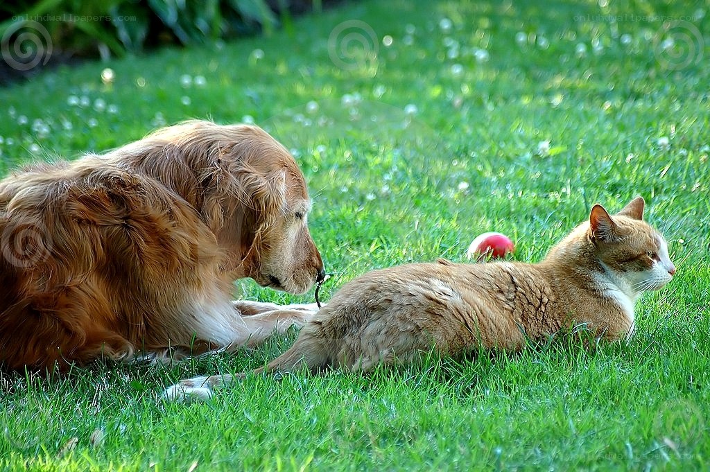 dog and cat on grass