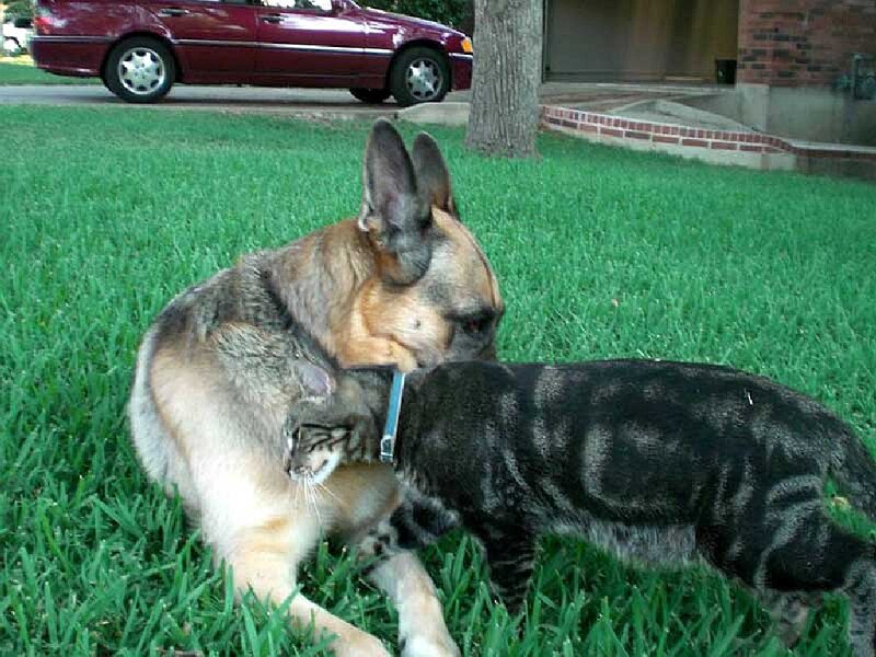 Dog and Cat on Grass — Green