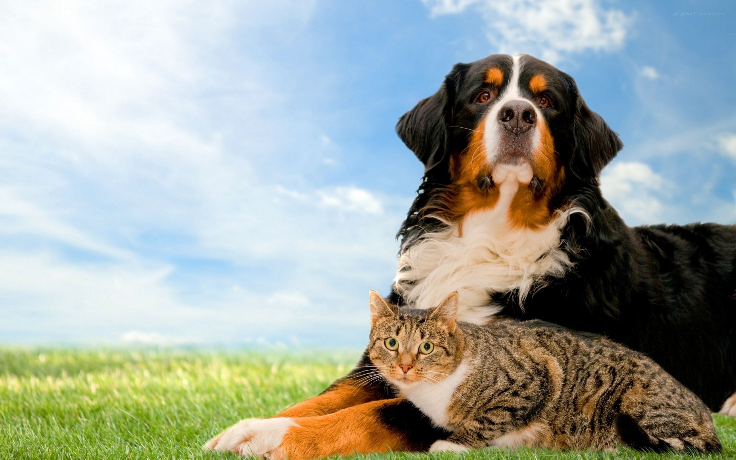 dog and cat on grass