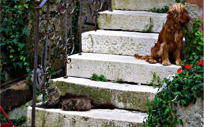 dog and cat on stone steps