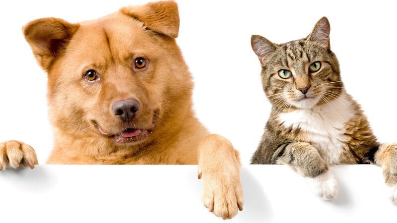 dog and cat peeking over edge