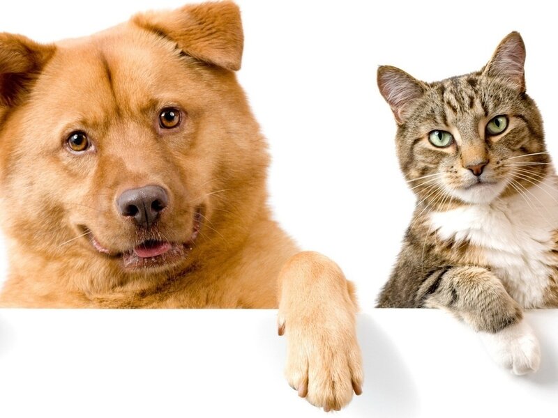 Dog and Cat Peeking
