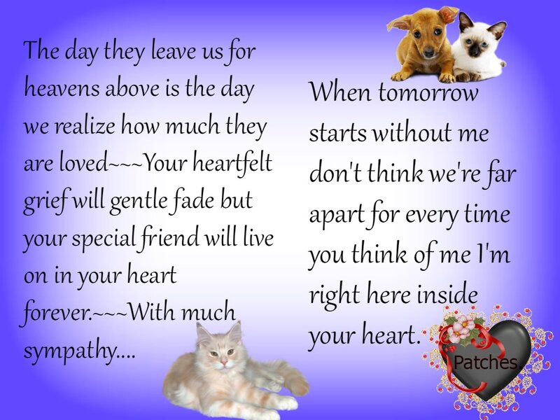 Dog and Cat Pets