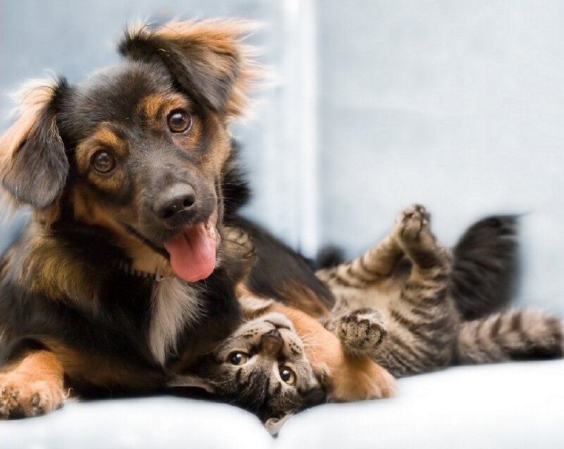 Dog and Cat Playing — Black, Playful, Photograph