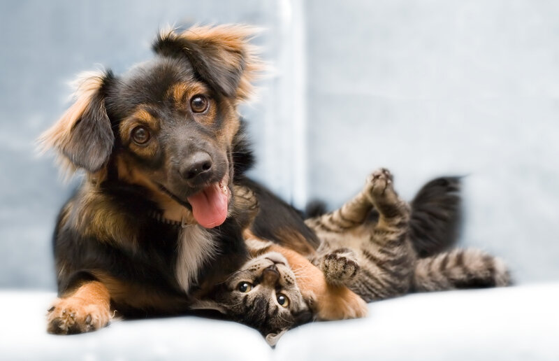 Dog and Cat Playing — Black, Playful