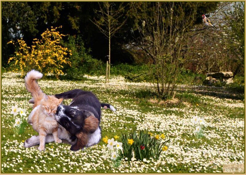Dog and Cat Playing — Green
