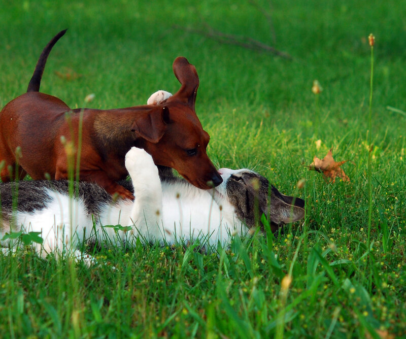 dog and cat playing in grass