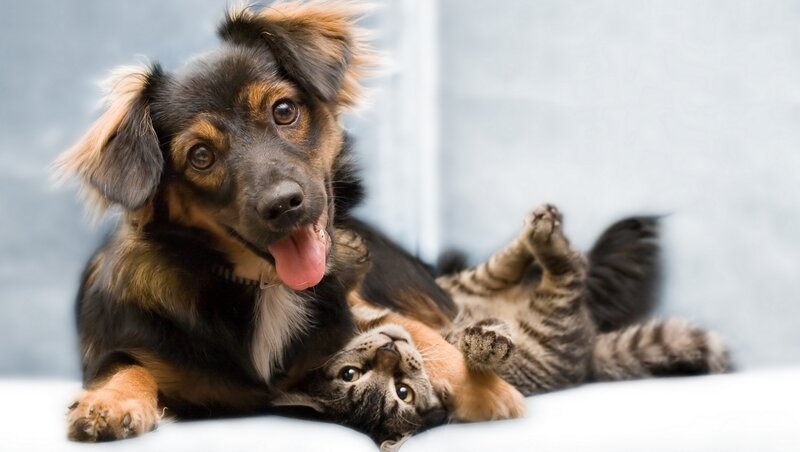 Dog and Cat Playing