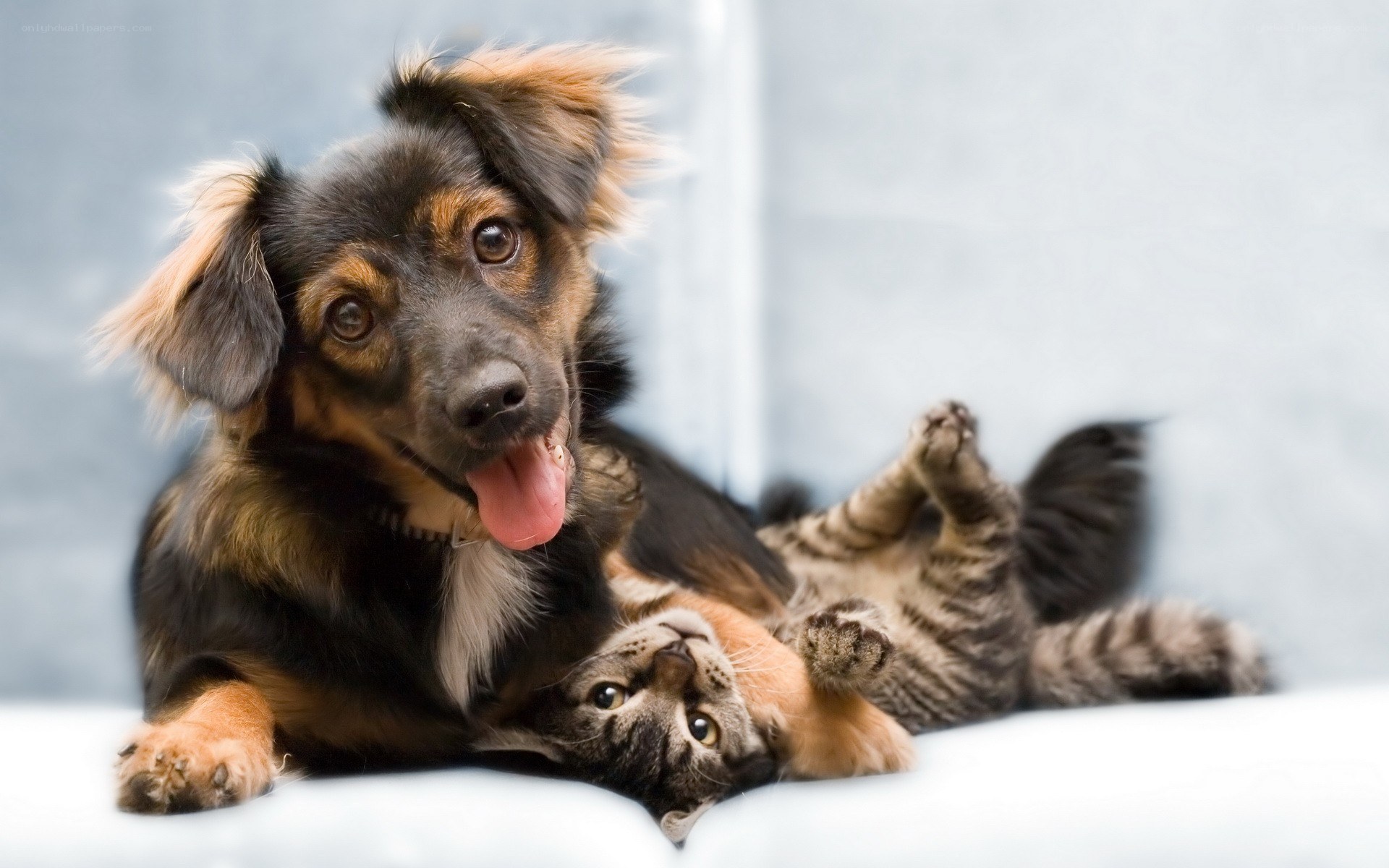 dog and cat playing together