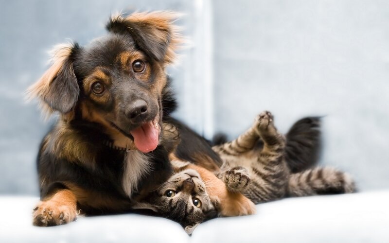 dog and cat playing together