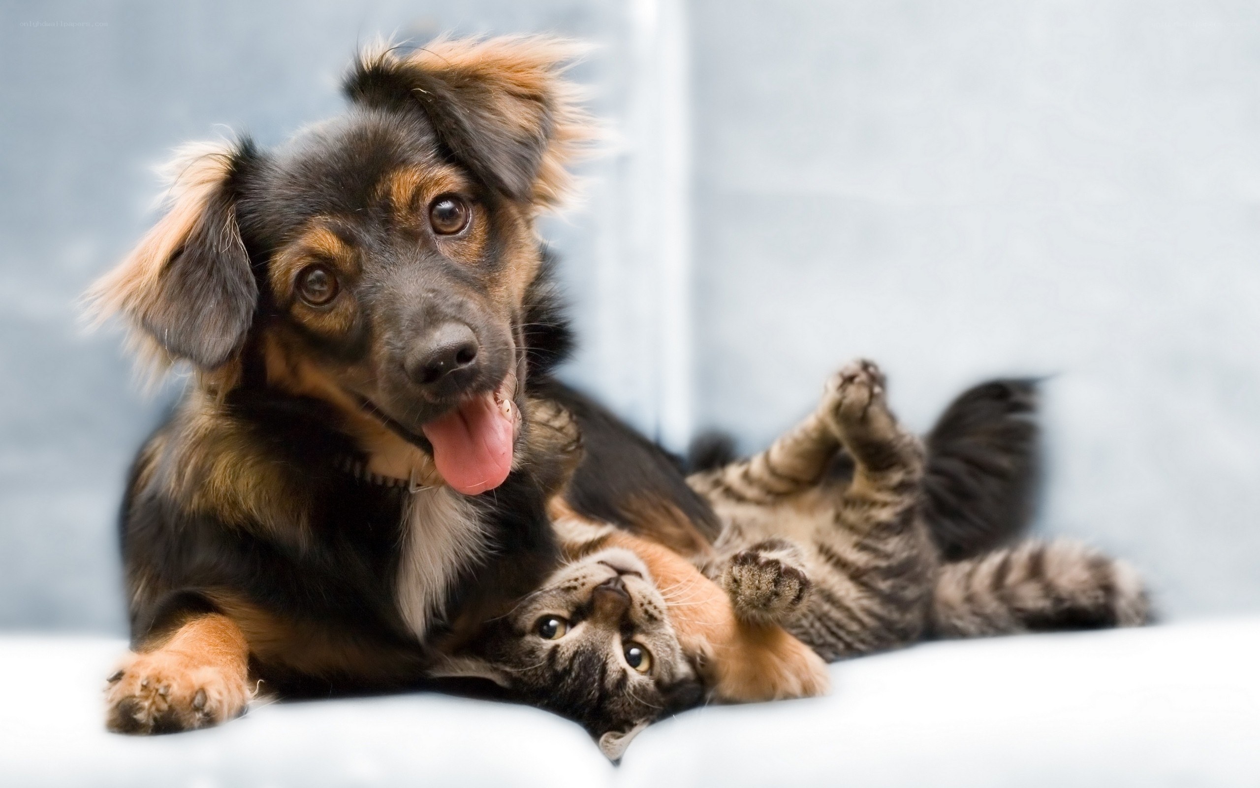 dog and cat playing together