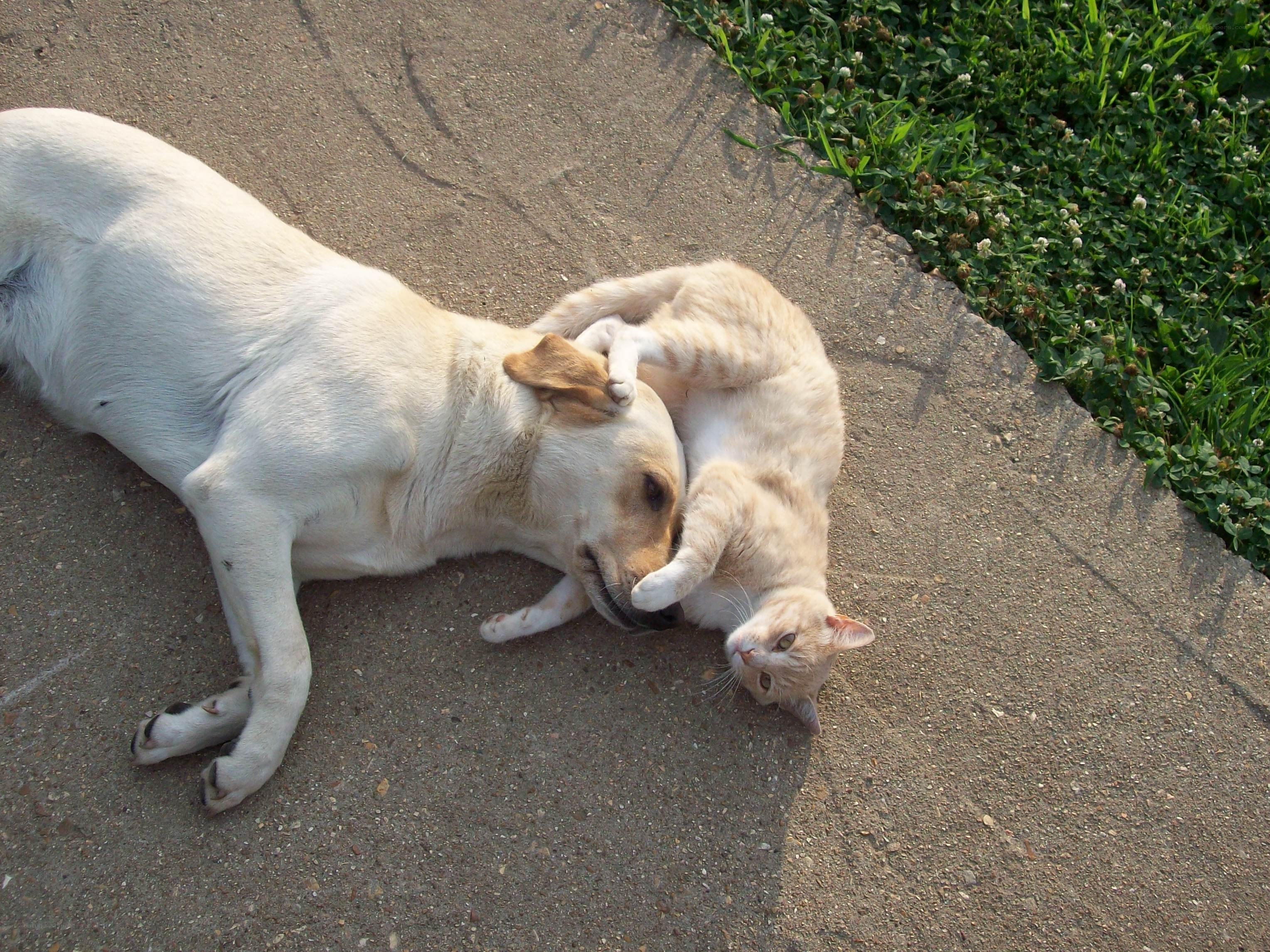 dog and cat playing together