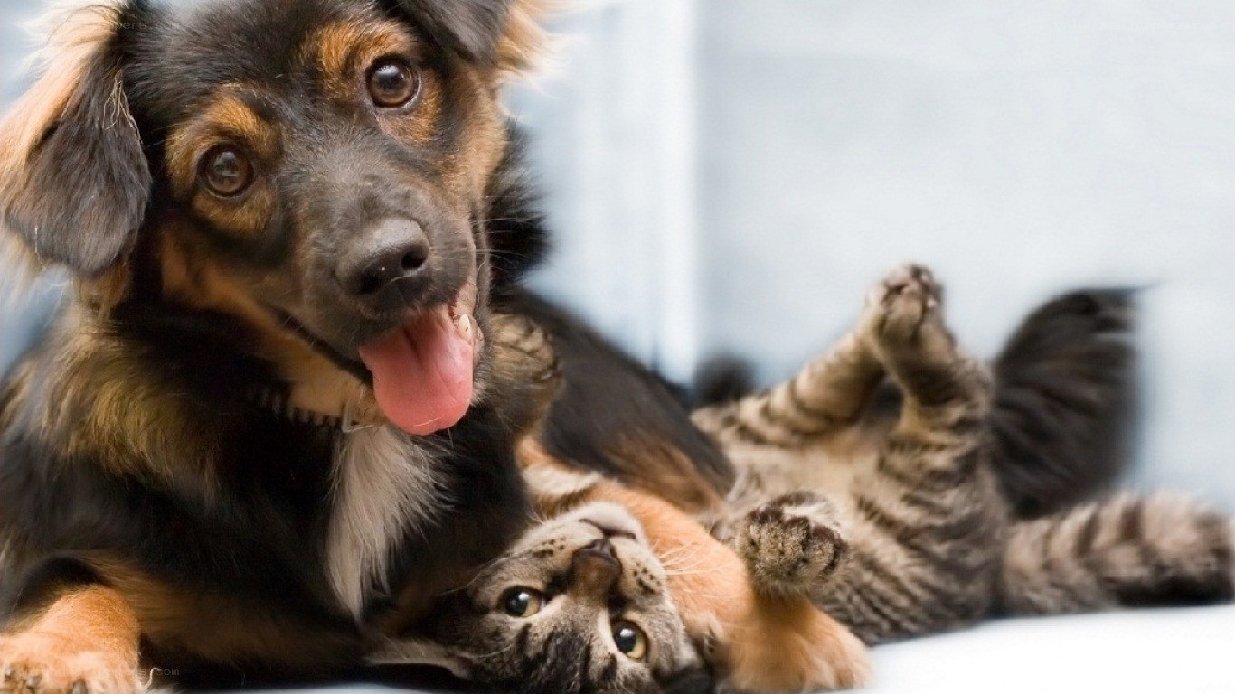dog and cat playing together