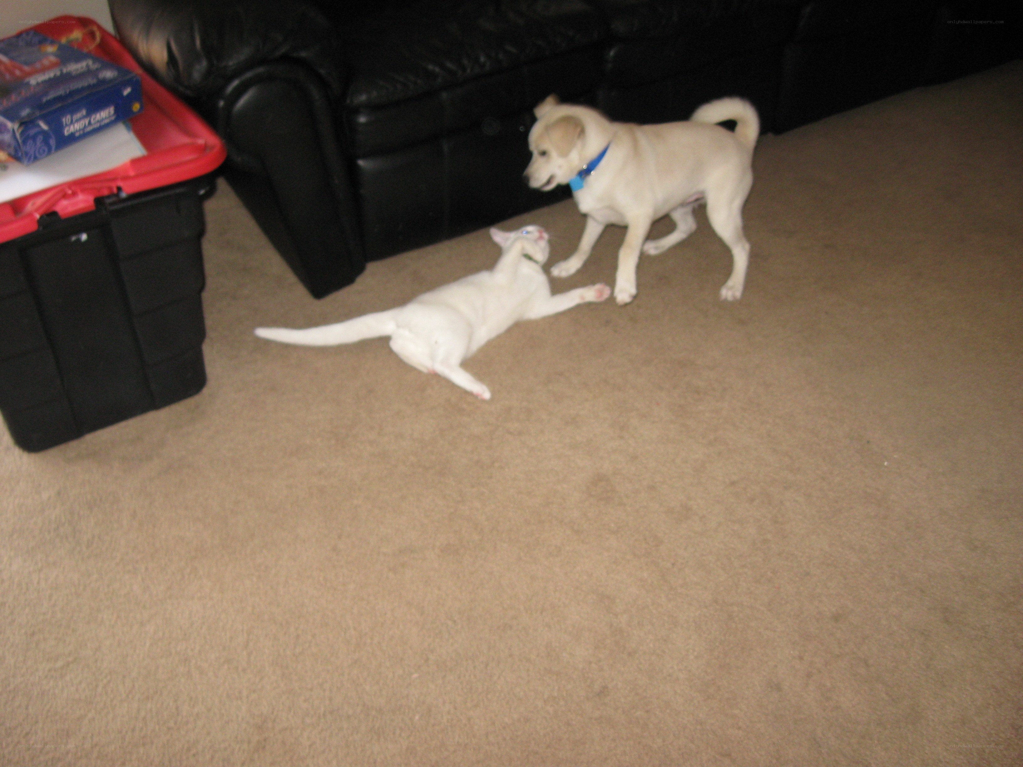 Dog and cat playing together