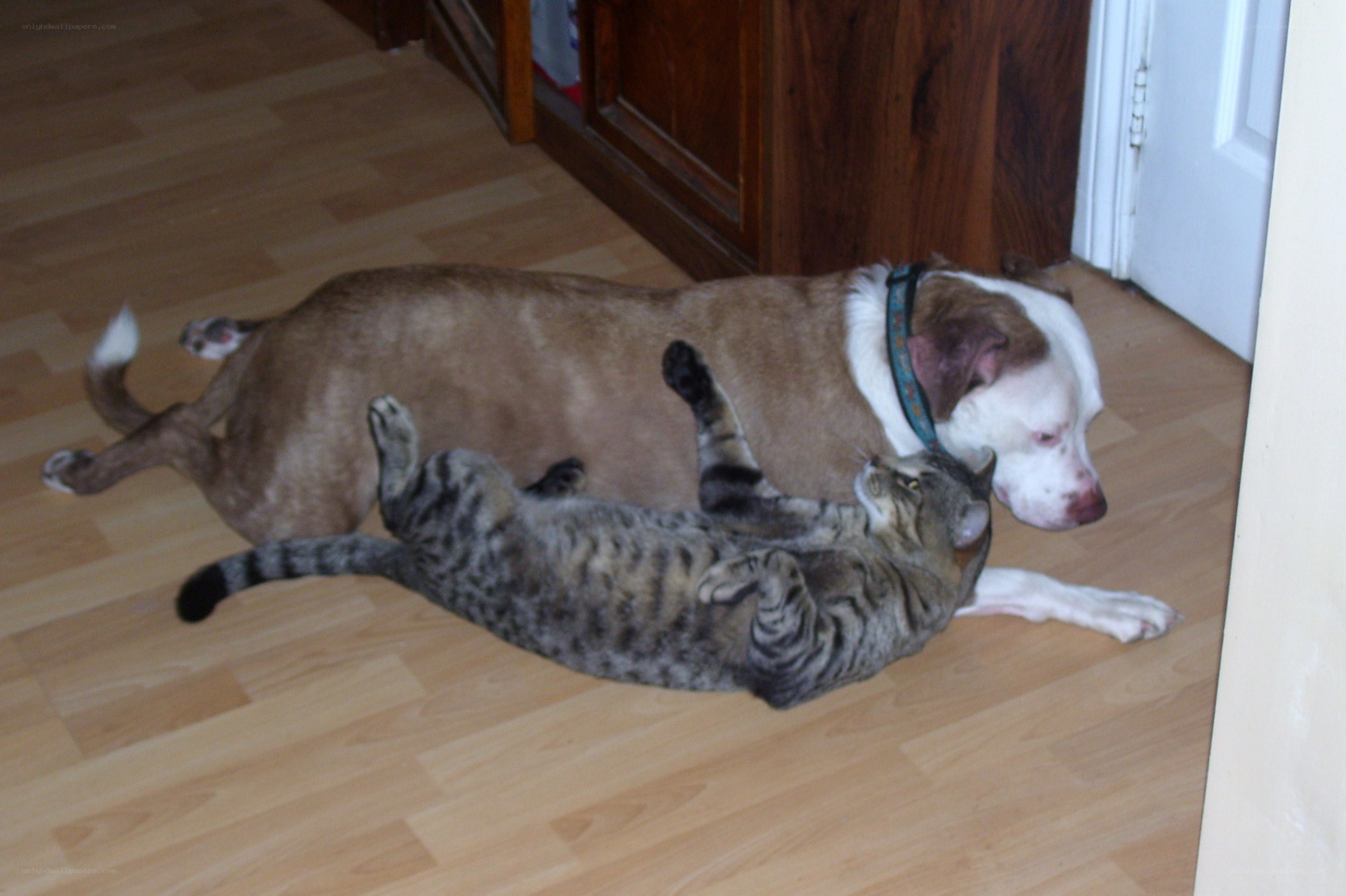 dog and cat playing together