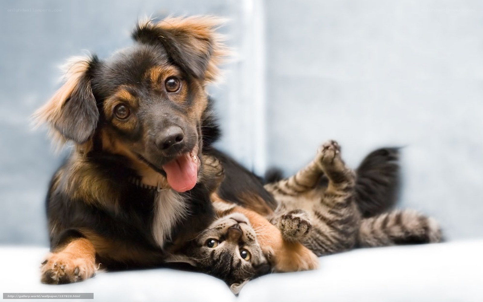 dog and cat playing together
